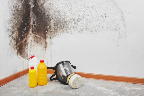 Laurence Harbor, NJ Mold Removal Company