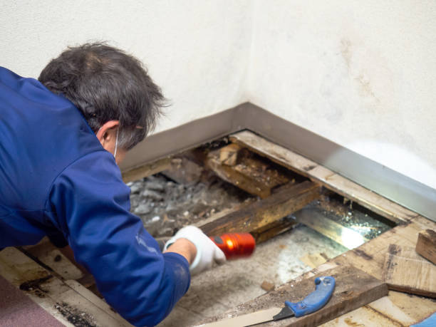 Best Local Mold Removal Service  in Laurence Harbor, NJ