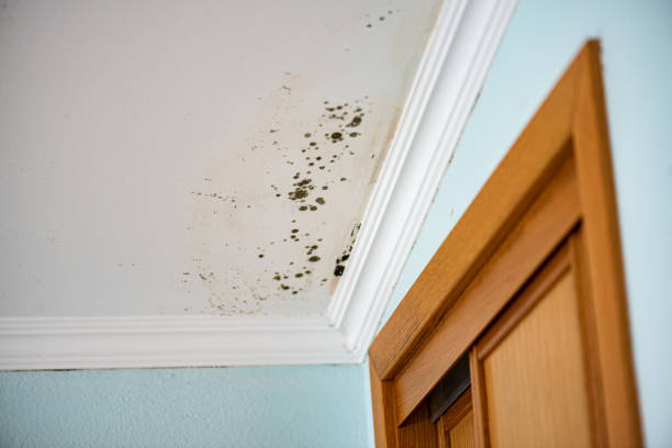 Best Fast Mold Removal  in Laurence Harbor, NJ