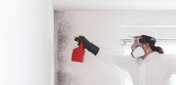 Certified Mold Removal in Laurence Harbor, NJ
