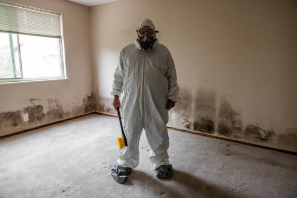 Best Toxic Mold Removal  in Laurence Harbor, NJ