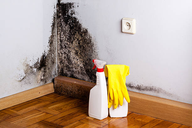 Best Residential Mold Removal  in Laurence Harbor, NJ