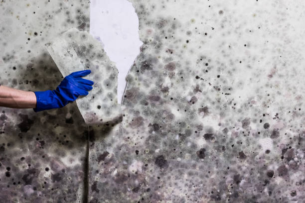 Best Mold Cleaning Services  in Laurence Harbor, NJ