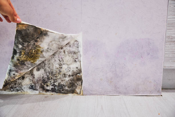 Best Mold Remediation Services  in Laurence Harbor, NJ